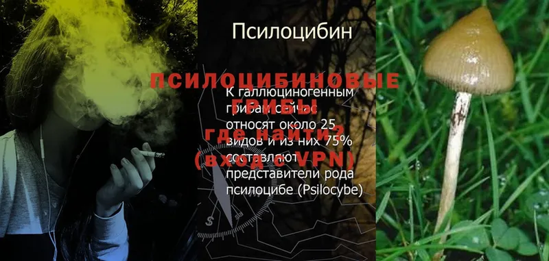 Псилоцибиновые грибы Psilocybe  Белозерск 